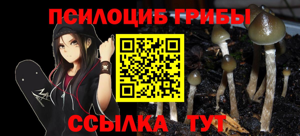 Псилоцибиновые грибы мицелий  Вход с VPN  Майкоп 